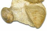 Jurassic Fossil Ammonite, Sea Snail, and Bivalve - Évrecy, France #367909-2